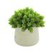 Primrue 8" Faux Succulent Plant in Fiberstone Pot Fiberstone/Polysilk in Black | 8 H x 8 W x 8 D in | Wayfair B7461F482FEA4C7A85EE582E7809A7FB