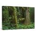 Global Gallery 24 x 32 in. Moss-Covered Trees & Dense Undergrowth in the Hoh Temperate Rainforest Olympic National Park Washington Art Print - Tim Fitzharris