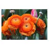 Ranunculus Bulbs for Planting - Buttercup Flower -Plant in Gardens Containers & Flowerbeds - Easy to Grow Fall or Spring Perennial Flowers Bulbs (20 Orange Bulbs)