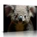 COMIO Koala Print Australian Animal Australian Koala Wall Art Koala Watercolor Prints Koala Poster Koala Print Wall Art Prints Canvas Art Print