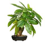 RAINB 17In Fake Money Tree Plant Indoor Potted Plants Artificial Money Tree Home Decor