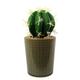 Ceramic Planter with Artificial Cactus