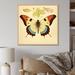 August Grove® Vintage Illustration Of Elegant Butterfly I Canvas, Cotton | 30 H x 30 W x 1 D in | Wayfair 09C85F4F2F384C659A5D81B88028612C