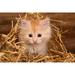 Feral Cat Kitten Winter Rescue Kit - Warm Wheat Straw Bedding and Kitty Treats - 2 Pounds Straw + Cat Snacks