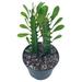 Original African Milk Tree Euphorbia trigona Green Non-Variegated Giant Big Thick Multi Branches in a 4 inch Pot Well Rooted Beautiful