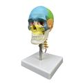 Frotox Human Head Skull Anatomical Model With Cervical Vertebra Teaching Model For Science Education Human Skull Model Supplies Human Colored Skull Anatomical Model Head Skull Model With Cervical