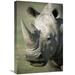 Global Gallery 16 x 24 in. White Rhinoceros Portrait Native to Africa Art Print - San Diego Zoo