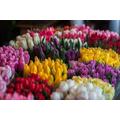 AmsoAn Colorful Tulips 5000 Piece Wooden Puzzle Educational Games Puzzles Games Educational Games for the Whole Family