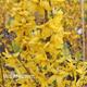 Forsythia x intermedia 'Goldrausch'