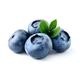 Fruit Plants - Blueberry 'Sunshine Blue' - 3 x Large Plants in 2 Litre Pots - Garden Ready + Ready to Plant - Premium Quality Plants