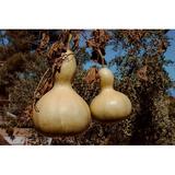 Birdhouse gourd Calabash Chinese buddha squash white-flowered gourd 10+ seeds