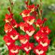 Winterharte Zwerg-Gladiole Tickatoo