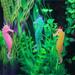 Nebublu Furnishing Articles Fish Tank Decoration Luminous Decoration Fish Decoration Fish Tank Decoration 3 PCS Luminous Ornament Luminous Ornament Luminous Decoration Tank Decoration 3 YALIYA