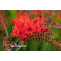 up to 20 Crocosmia 'Lucifer' Bulbs