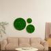 Latitude Run® Round Framed Moss Wall Decor, only the Large pc, Metal in Green | Wayfair FFD807AA18B44422898E5A6F4CC3506C