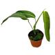 40 cm Philodendron Heterocraspedon House Plant 17 cm Pot