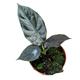 15 cm Alocasia Black Magic House Plant 10,5 cm Pot