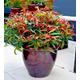 Leucothoe Keiski Burning Love (Opstal50) XXL 3L Pot Evergreen Shrub to Your Door