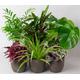House Plants Indoor - Mix of 6 Real Indoor Plants in 13cm Recyclable Plastic Pots