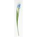 Primrue Artificial Iris Flower Spray in Blue | 25 H x 2 W x 2 D in | Wayfair 4EC093DC3A654F3487C72DD304ED0BB6