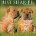 Willow Creek Press Shar-Peis Monthly 2024 Wall Calendar (12 X 12 )