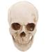 Whitbeach Simulation Resin Lifesize 1:1 Human Skull Model Medical Anatomical Tracing Teaching Skeleton Halloween Decoration Statue