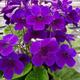 Streptocarpus Targa | Cape Primrose