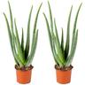 2x Aloe Vera Barbadensis - Plante grasse - Entretien facile - ⌀12 cm - ↕35-40 cm