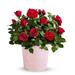 Valentine's Day Radiant Red Rose Plant