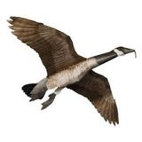 Jackite Giant Canada Goose Kite 60 Wingspan