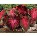 Red Flash Caladium Bulbs Fancy Mix Easy to Grow Colorful Mix Perennial Hosta (10 Bulbs)