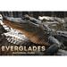 Everglades National Park Florida Alligators Piled Up (24x36 Giclee Gallery Art Print Vivid Textured Wall Decor)