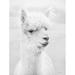 Dakota Fields Alpie The Alpaca On Canvas Print Canvas in White | 36 H x 24 W x 1.25 D in | Wayfair 72E292AC414B43329FE1C84562A6A3E5