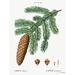 The Holiday Aisle® Pinecone Botanical 1 On Canvas by Lettered & Lined Print Canvas in Brown/Green | 12 H x 8 W x 1.25 D in | Wayfair