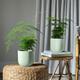 Asparagus Fern Potted House Plant Bundle Earthenware Pistachio