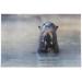 Dreamtimes Giant River Otter in Wild Nature Habitat Wildlife Water Animal Jigsaw Puzzles 1000 Pieces Puzzle for Adults Kids DIY Gift