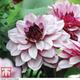 Dahlia Creme De Cassis 6 Tubers (Size 1)