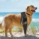 Bandages de cuisse pour grands chiens version longue Li-moyenne rond blessure respirante