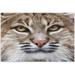 FREEAMG Red Bobcat Female Oil Painting Style 500 Piece Jigsaw Puzzle Wall Artwork Puzzle Games for Adults Teens 20.5 L X 14.9 W