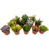 Plant In A Box - Succulentes - Mélange de 12 - Pot 5,5cm - Hauteur 5-10cm