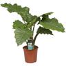 Bloomique - Alocasia Portadora - Purificateur d'air - ⌀21 - ↕80 cm