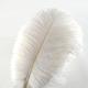 Linghhang - Lot de 10 Plumes d'Autruche (Blanc) Creny de 30 à 35 cm pour décoration d'intérieur ou