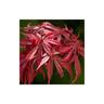 Acero rosso giapponese 'Acer palmatum Jerre Schwartz' pianta in vaso 18 cm