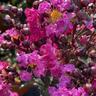 Lagerstroemia indica 'Rhapsody in Blue'