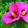 Althéa 'Woodbridge' (Hibiscus syriacus Woodbridge)