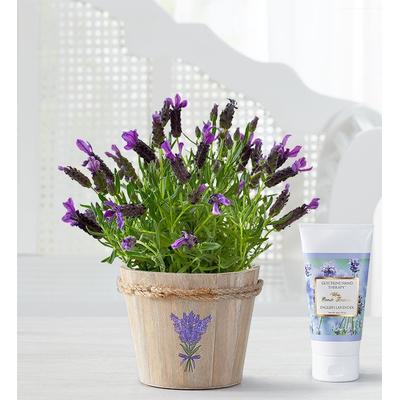 1-800-Flowers Plant Delivery Lovely Lavender Plant Small W/ Lotion