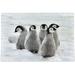 Dreamtimes 500 Pieces Jigsaw Puzzles Emperor Penguin Adult Children Intellective Toy Puzzles Game Modern Home Decoration