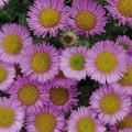 Erigeron glaucus Sea Breeze