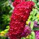 Garden Shrub - Butterfly Bush - Buddleja Davidii 'Royal Red' - Full Plant in 1 Litre Pot - Garden Ready + Ready to Plant