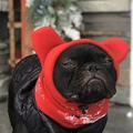 Feledorashia New Pet Essentials Dog Hats Spring Autumn Winter Rabbit Ears Hooded Warm Wool Hats Dogs Warm Windproof Hat Pet Head Cover